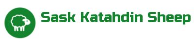 Sask Katahdin Sheep